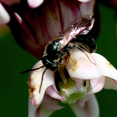 Small Carpenter Bee
Certain genus 
Our area 21 spp.